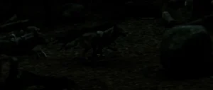Blood and chocolate wolves running through the forest