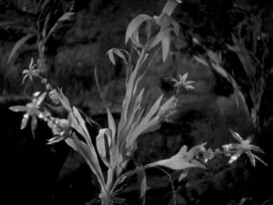 Werewolf of london - Mariphasa lupina lumina flower